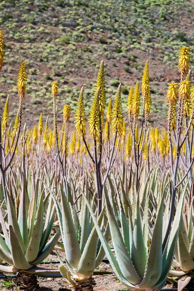 Increíble Plantación Aloe Vera Gran Canaria España Plantas Aloe Vera —  Fotos de Stock