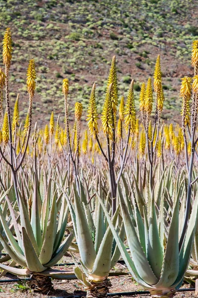 Fantastisk Aloe Vera Plantage Gran Canaria Spanien Aloe Vera Växter — Stockfoto