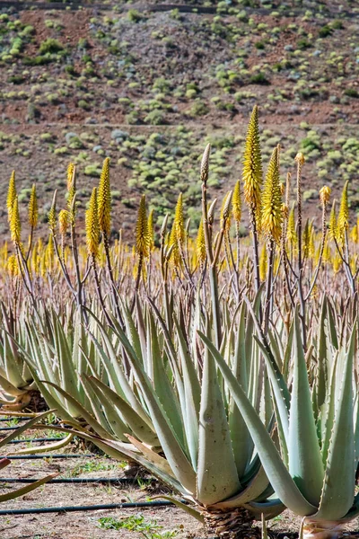 Muhteşem Aloe Vera Çiftliği Gran Canaria Spanya Aloe Vera Bitkileri — Stok fotoğraf