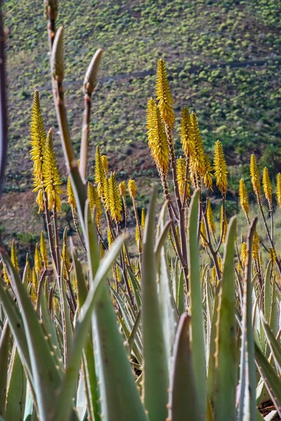 Muhteşem Aloe Vera Çiftliği Gran Canaria Spanya Aloe Vera Bitkileri — Stok fotoğraf