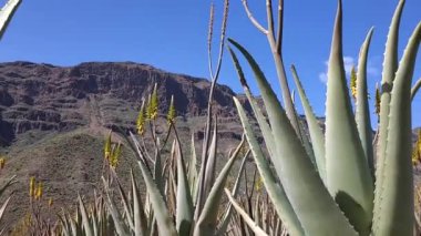 İspanya, Gran Canaria 'daki inanılmaz Aloe Vera çiftliği. Aloe vera bitkileri, arka planda dağlar olan kuru bir çöl bölgesinde sarı çiçeklerle çiçek açarlar. Aloe Vera 'nın tıbbi özellikleri var..