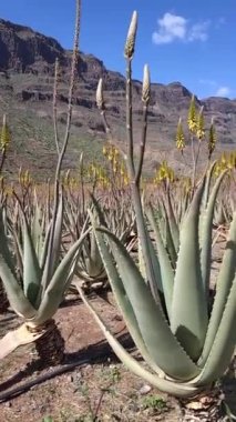 İspanya, Gran Canaria 'daki inanılmaz Aloe Vera çiftliği. Aloe vera bitkileri, arka planda dağlar olan kuru bir çöl bölgesinde sarı çiçeklerle çiçek açarlar. Aloe Vera 'nın tıbbi özellikleri var..