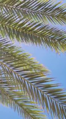 Bereketli bir palmiye ağacının yeşil yaprakları açık mavi gökyüzüne karşı rüzgarda sallanıyor. Güneşli güzel gün güneşi yaprakların arasında parlıyor. Egzotik bir yerde sakin bir yaz günü