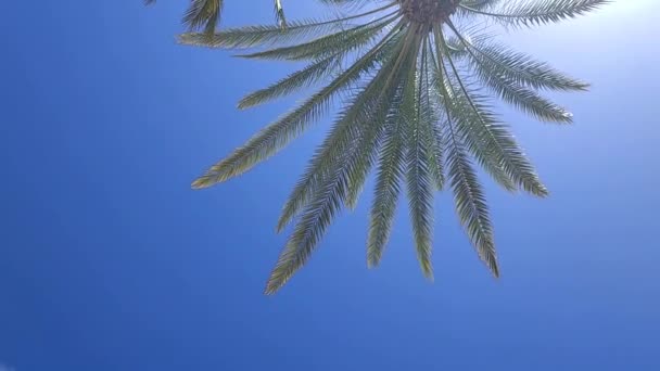 Bujna Palma Kołysząca Się Wietrze Przeciwko Błękitnemu Niebu Palma Zdjęciu — Wideo stockowe