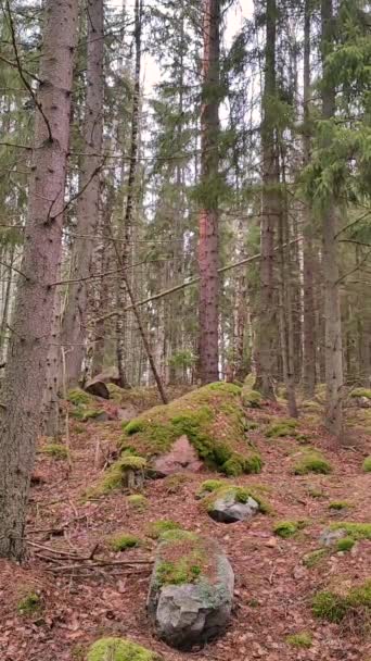 松やトウヒの木や大きな苔むした岩 石や岩とフィンランド針葉樹林 地面は茶色で 落ち葉や枝で覆われています 森の中を歩く鳥たちが — ストック動画