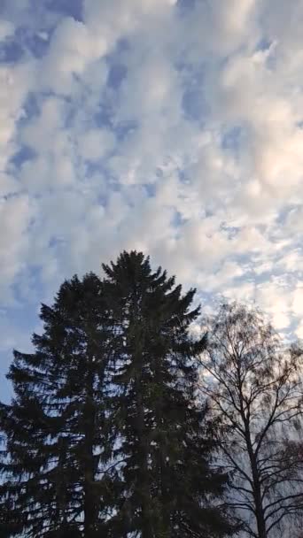 Cime Degli Alberi Contro Cielo Blu Nuvoloso Nuvole Che Passano — Video Stock