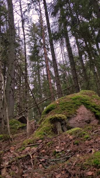 Финский Хвойный Лес Сосновыми Еловыми Деревьями Большими Кошачьими Скалами Камнями — стоковое видео