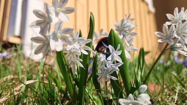Bumblebee Coletando Néctar Polinizando Flores Brancas Que Têm Listras Azuis — Vídeo de Stock
