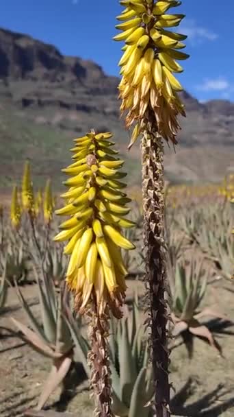 Detailní Záběr Kvetoucích Žlutých Květů Aloe Vera Aloe Vera Plantáž — Stock video