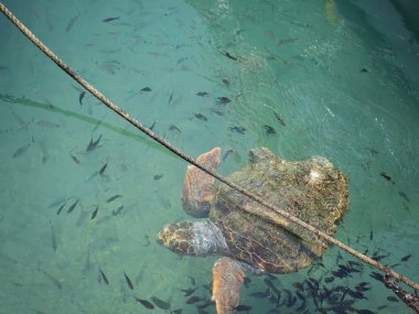 Büyük bir deniz kaplumbağası (Caretta caretta), Zakynthos adasının kıyılarına yakın yüzer ve küçük bir balık sürüsüyle çevrilidir. Sığ kıyı sularındaki tekneler arasındaki doğal ışıkta yakalanan bu deniz yaban hayatı manzarası,