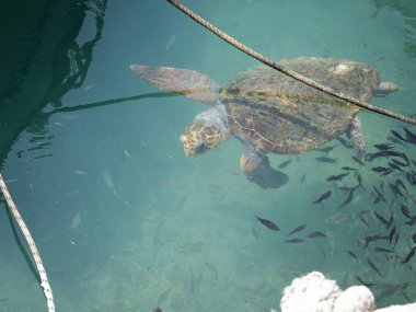 Büyük bir deniz kaplumbağası (Caretta caretta), Zakynthos adasının kıyılarına yakın yüzer ve küçük bir balık sürüsüyle çevrilidir. Sığ kıyı sularındaki tekneler arasındaki doğal ışıkta yakalanan bu deniz yaban hayatı manzarası,