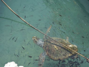 Büyük bir deniz kaplumbağası (Caretta caretta), Zakynthos adasının kıyılarına yakın yüzer ve küçük bir balık sürüsüyle çevrilidir. Sığ kıyı sularındaki tekneler arasındaki doğal ışıkta yakalanan bu deniz yaban hayatı manzarası,