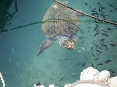 Büyük bir deniz kaplumbağası (Caretta caretta), Zakynthos adasının kıyılarına yakın yüzer ve küçük bir balık sürüsüyle çevrilidir. Sığ kıyı sularındaki tekneler arasındaki doğal ışıkta yakalanan bu deniz yaban hayatı manzarası,