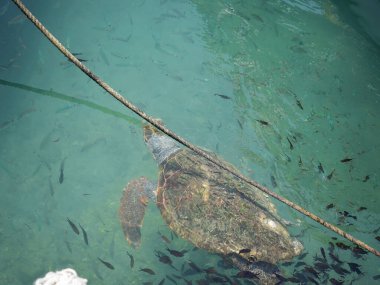 Büyük bir deniz kaplumbağası (Caretta caretta), Zakynthos adasının kıyılarına yakın yüzer ve küçük bir balık sürüsüyle çevrilidir. Sığ kıyı sularındaki tekneler arasındaki doğal ışıkta yakalanan bu deniz yaban hayatı manzarası,