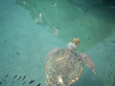 Büyük bir deniz kaplumbağası (Caretta caretta), Zakynthos adasının kıyılarına yakın yüzer ve küçük bir balık sürüsüyle çevrilidir. Sığ kıyı sularındaki tekneler arasındaki doğal ışıkta yakalanan bu deniz yaban hayatı manzarası,