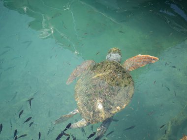 Büyük bir deniz kaplumbağası (Caretta caretta), Zakynthos adasının kıyılarına yakın yüzer ve küçük bir balık sürüsüyle çevrilidir. Sığ kıyı sularındaki tekneler arasındaki doğal ışıkta yakalanan bu deniz yaban hayatı manzarası,