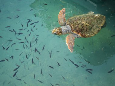 Büyük bir deniz kaplumbağası (Caretta caretta), Zakynthos adasının kıyılarına yakın yüzer ve küçük bir balık sürüsüyle çevrilidir. Sığ kıyı sularındaki tekneler arasındaki doğal ışıkta yakalanan bu deniz yaban hayatı manzarası,