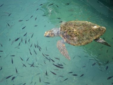 Büyük bir deniz kaplumbağası (Caretta caretta), Zakynthos adasının kıyılarına yakın yüzer ve küçük bir balık sürüsüyle çevrilidir. Sığ kıyı sularındaki tekneler arasındaki doğal ışıkta yakalanan bu deniz yaban hayatı manzarası,