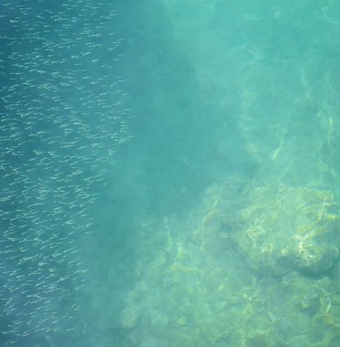 Yunanistan 'ın Zakynthos adası yakınlarındaki turkuaz sularda yüzen küçük bir balık sürüsünü gösteren ince bir sualtı sahnesi. Güneş ışığı yüzeyde yumuşak dalgalanmalar ve yansımalar yaratır. Bu da deniz tabanını ortaya çıkarır. Seyahat yarışmasında kullanmak için ideal