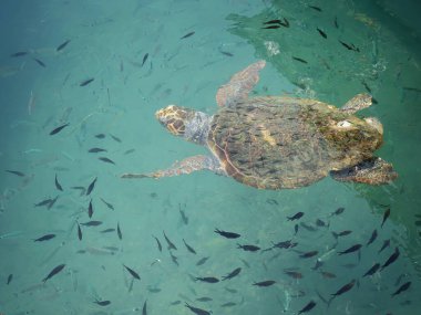 Büyük bir deniz kaplumbağası (Caretta caretta), Zakynthos adasının kıyılarına yakın yüzer ve küçük bir balık sürüsüyle çevrilidir. Sığ kıyı sularındaki tekneler arasındaki doğal ışıkta yakalanan bu deniz yaban hayatı manzarası,
