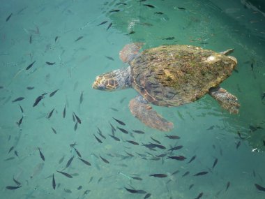 Büyük bir deniz kaplumbağası (Caretta caretta), Zakynthos adasının kıyılarına yakın yüzer ve küçük bir balık sürüsüyle çevrilidir. Sığ kıyı sularındaki tekneler arasındaki doğal ışıkta yakalanan bu deniz yaban hayatı manzarası,
