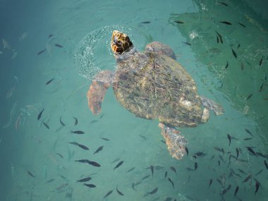 Büyük bir deniz kaplumbağası (Caretta caretta), Zakynthos adasının kıyılarına yakın yüzer ve küçük bir balık sürüsüyle çevrilidir. Sığ kıyı sularındaki tekneler arasındaki doğal ışıkta yakalanan bu deniz yaban hayatı manzarası,