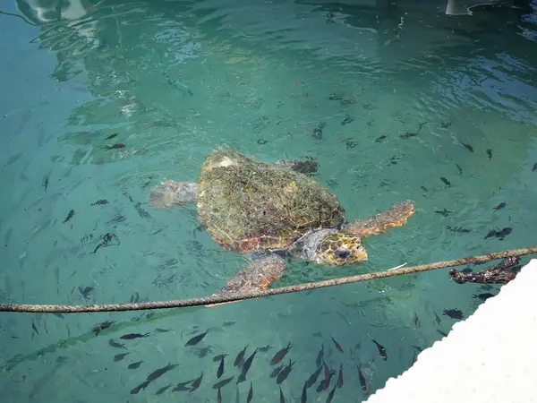 Büyük bir deniz kaplumbağası (Caretta caretta), Zakynthos adasının kıyılarına yakın yüzer ve küçük bir balık sürüsüyle çevrilidir. Sığ kıyı sularındaki tekneler arasındaki doğal ışıkta yakalanan bu deniz yaban hayatı manzarası,