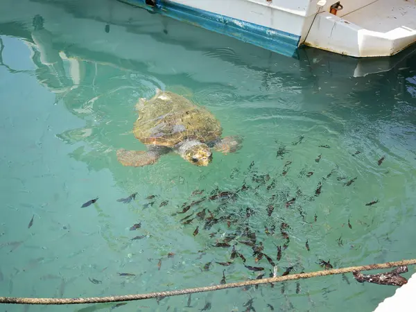 Büyük bir deniz kaplumbağası (Caretta caretta), Zakynthos adasının kıyılarına yakın yüzer ve küçük bir balık sürüsüyle çevrilidir. Sığ kıyı sularındaki tekneler arasındaki doğal ışıkta yakalanan bu deniz yaban hayatı manzarası,