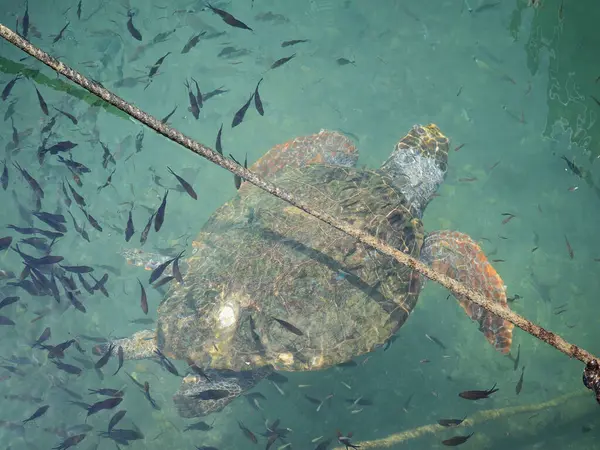 Büyük bir deniz kaplumbağası (Caretta caretta), Zakynthos adasının kıyılarına yakın yüzer ve küçük bir balık sürüsüyle çevrilidir. Sığ kıyı sularındaki tekneler arasındaki doğal ışıkta yakalanan bu deniz yaban hayatı manzarası,