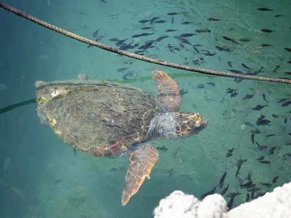 Büyük bir deniz kaplumbağası (Caretta caretta), Zakynthos adasının kıyılarına yakın yüzer ve küçük bir balık sürüsüyle çevrilidir. Sığ kıyı sularındaki tekneler arasındaki doğal ışıkta yakalanan bu deniz yaban hayatı manzarası,