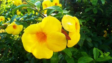 Yellow allamanda flower with raindrops in the garden with green leaves background.