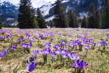 İlkbaharda çiçek açan mor (mavi) timsahların muhteşem tarlası. Doğal arkaplan (pankart)