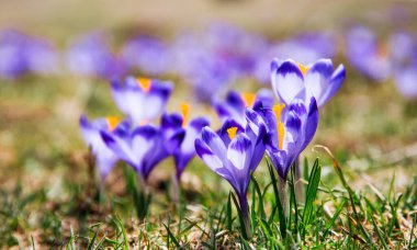 İlkbaharda çiçek açan mor (mavi) timsahların muhteşem tarlası. Doğal arkaplan (pankart)