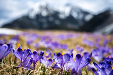 İlkbaharda çiçek açan mor (mavi) timsahların muhteşem tarlası. Doğal arkaplan (pankart)