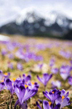İlkbaharda çiçek açan mor (mavi) timsahların muhteşem tarlası. Doğal arkaplan (pankart)