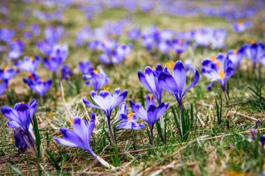 İlkbaharda çiçek açan mor (mavi) timsahların muhteşem tarlası. Doğal arkaplan (pankart)