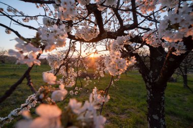 Günbatımında muhteşem bahar kırsal manzarası. Çiçekli beyaz ağaç dalı ve güneş ışığı. bahar (yaz) arkaplanı