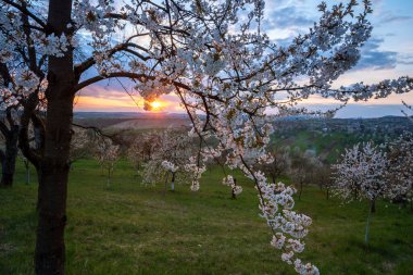 Günbatımında muhteşem bahar kırsal manzarası. Çiçekli beyaz ağaç dalı ve güneş ışığı. bahar (yaz) arkaplanı