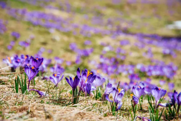 İlkbaharda çiçek açan mor (mavi) timsahların muhteşem tarlası. Doğal arkaplan (pankart)