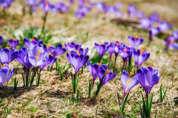 İlkbaharda çiçek açan mor (mavi) timsahların muhteşem tarlası. Doğal arkaplan (pankart)