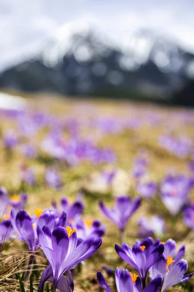 İlkbaharda çiçek açan mor (mavi) timsahların muhteşem tarlası. Doğal arkaplan (pankart)
