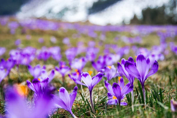 İlkbaharda çiçek açan mor (mavi) timsahların muhteşem tarlası. Doğal arkaplan (pankart)