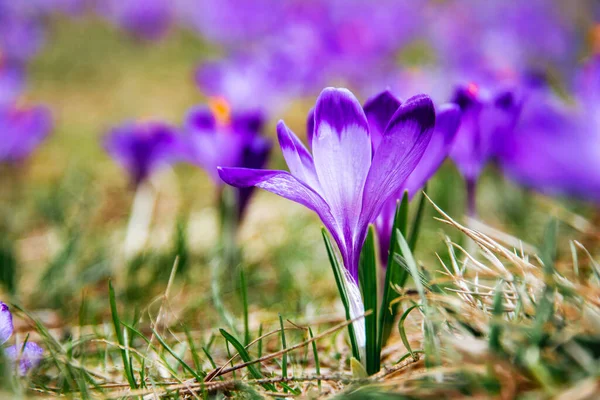 İlkbaharda çiçek açan mor (mavi) timsahların muhteşem tarlası. Doğal arkaplan (pankart)