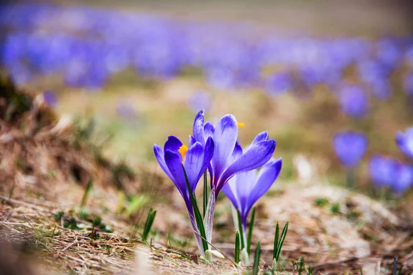 İlkbaharda çiçek açan mor (mavi) timsahların muhteşem tarlası. Doğal arkaplan (pankart)