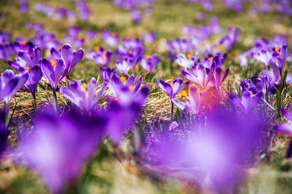 Úžasné Pole Kvetoucích Fialových Modrých Krokusů Kvetoucích Jaře Přírodní Pozadí Royalty Free Stock Obrázky