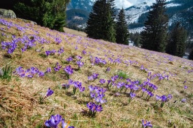 İlkbaharda çiçek açan mor (mavi) timsahların muhteşem tarlası. Doğal arkaplan (pankart)