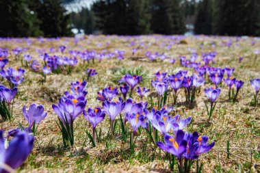 İlkbaharda çiçek açan mor (mavi) timsahların muhteşem tarlası. Doğal arkaplan (pankart)