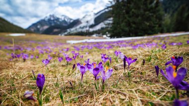 İlkbaharda çiçek açan mor (mavi) timsahların muhteşem tarlası. Doğal arkaplan (pankart)