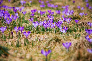 İlkbaharda çiçek açan mor (mavi) timsahların muhteşem tarlası. Doğal arkaplan (pankart)
