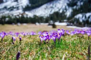 İlkbaharda çiçek açan mor (mavi) timsahların muhteşem tarlası. Doğal arkaplan (pankart)